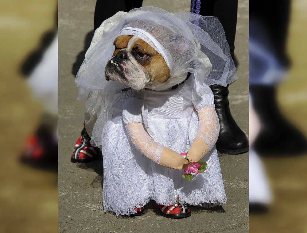 Doggie Dress-Up Delights: Laughter Unleashed in Costumes