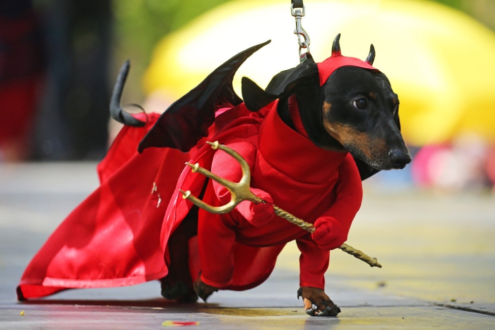 Doggie Dress-Up Delights: Laughter Unleashed in Costumes