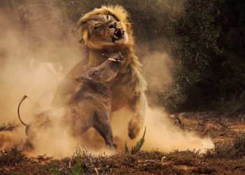 The Beauty of the Moment: Perfectly Timed Animal Portraits