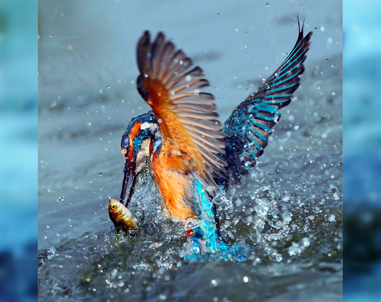 The Beauty of the Moment: Perfectly Timed Animal Portraits