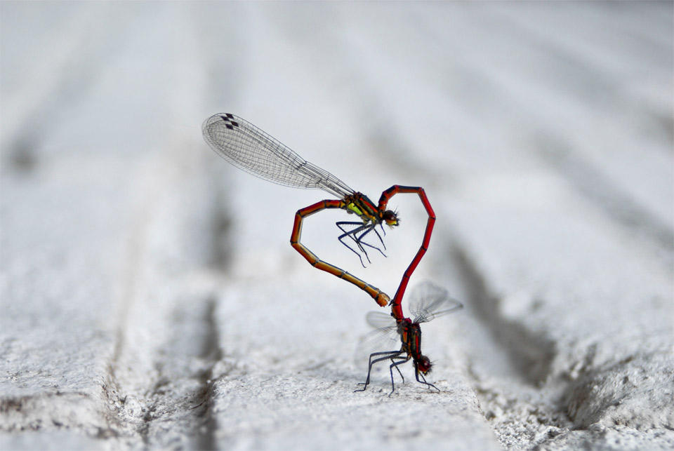 The Beauty of the Moment: Perfectly Timed Animal Portraits