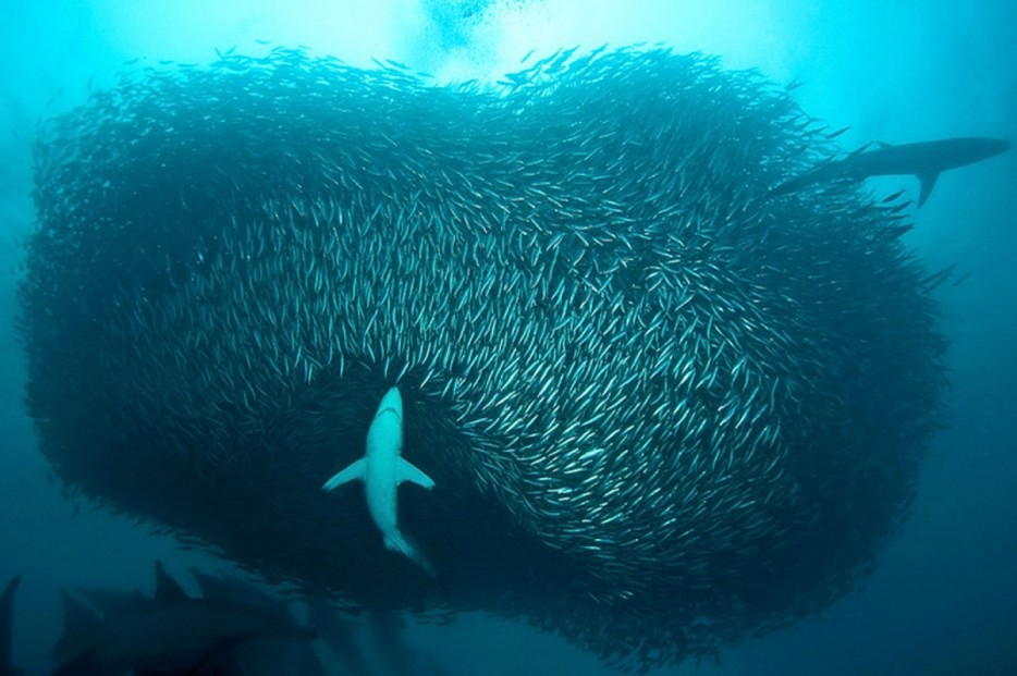 The Beauty of the Moment: Perfectly Timed Animal Portraits