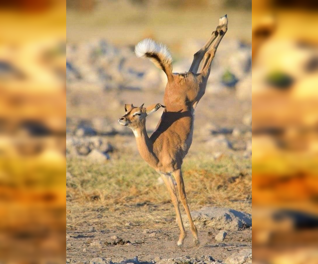 The Beauty of the Moment: Perfectly Timed Animal Portraits