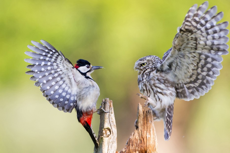 The Beauty of the Moment: Perfectly Timed Animal Portraits