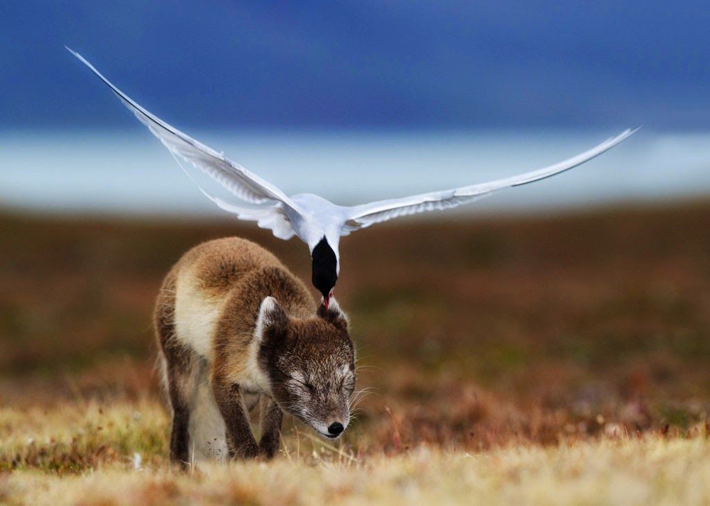 The Beauty of the Moment: Perfectly Timed Animal Portraits