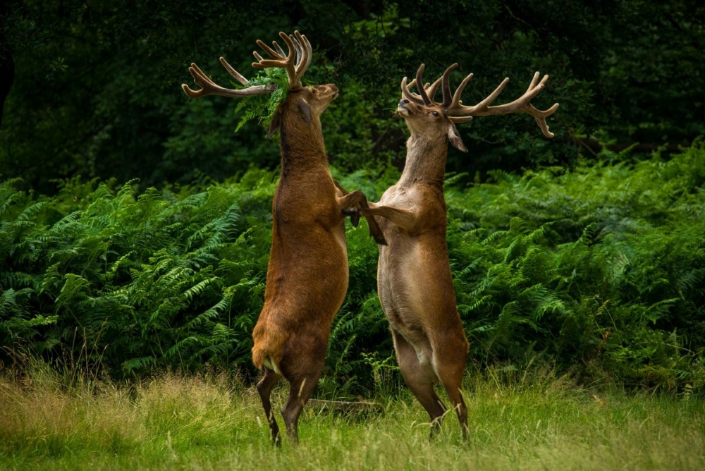 The Beauty of the Moment: Perfectly Timed Animal Portraits