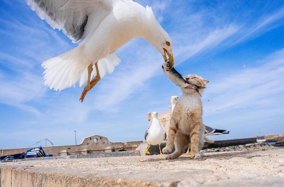 The Beauty of the Moment: Perfectly Timed Animal Portraits