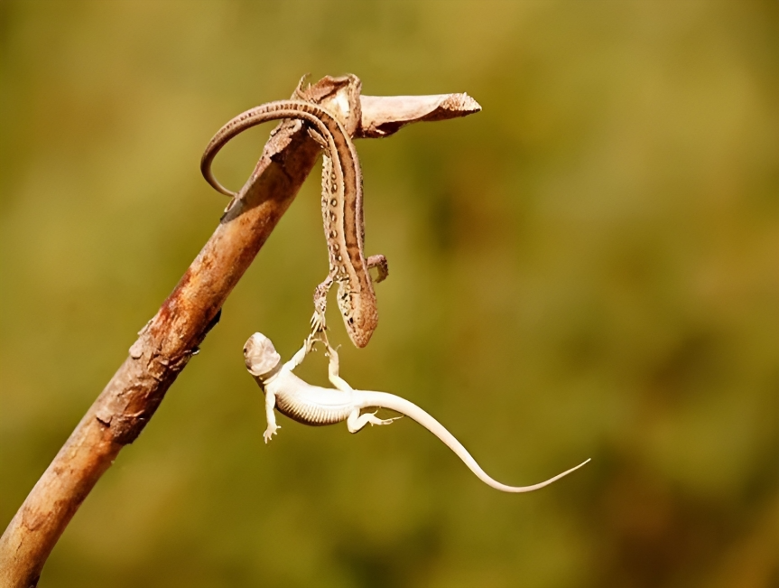 The Beauty of the Moment: Perfectly Timed Animal Portraits