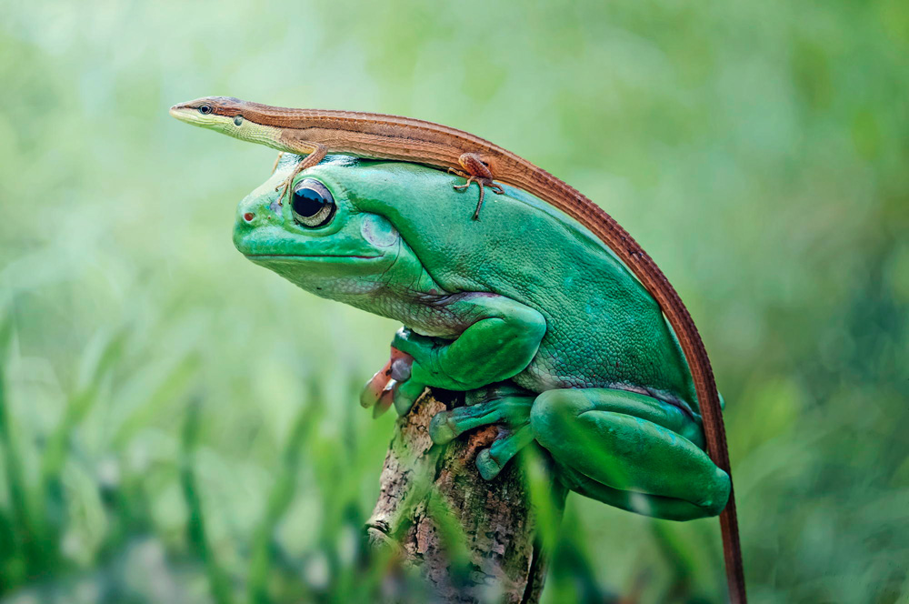 The Beauty of the Moment: Perfectly Timed Animal Portraits