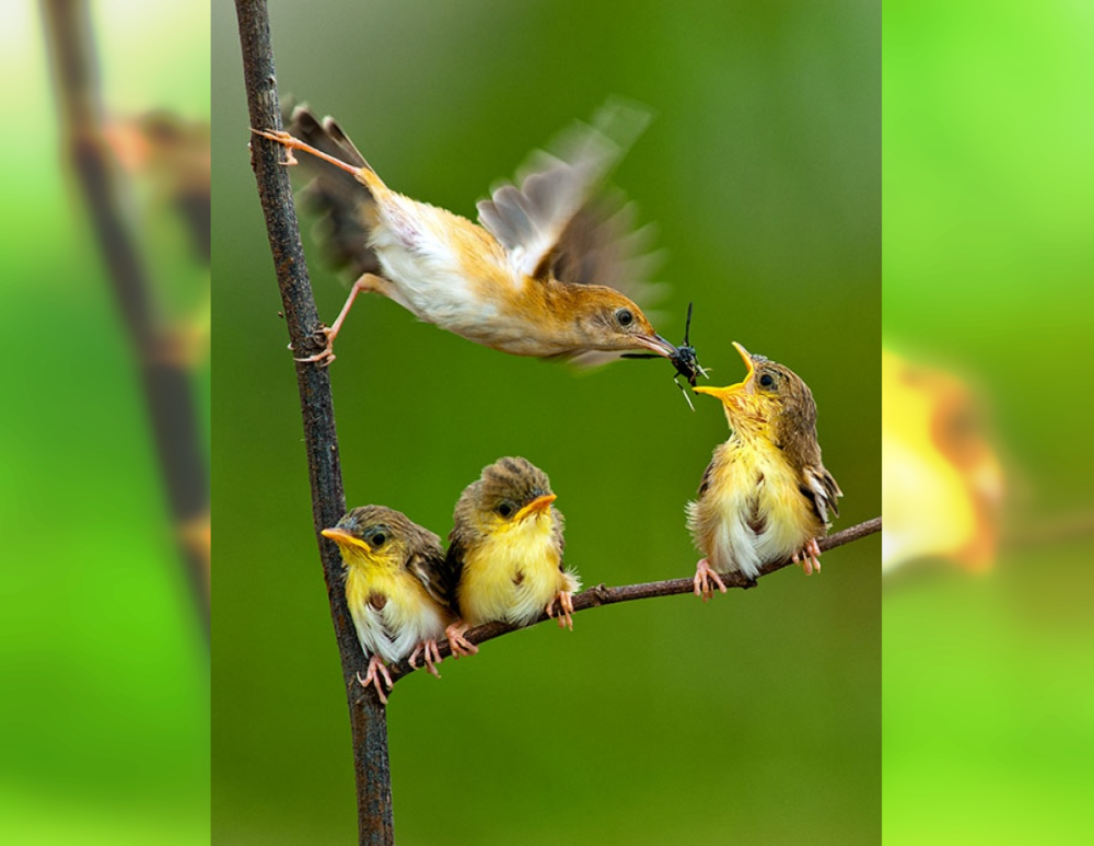 The Beauty of the Moment: Perfectly Timed Animal Portraits