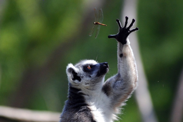 The Beauty of the Moment: Perfectly Timed Animal Portraits