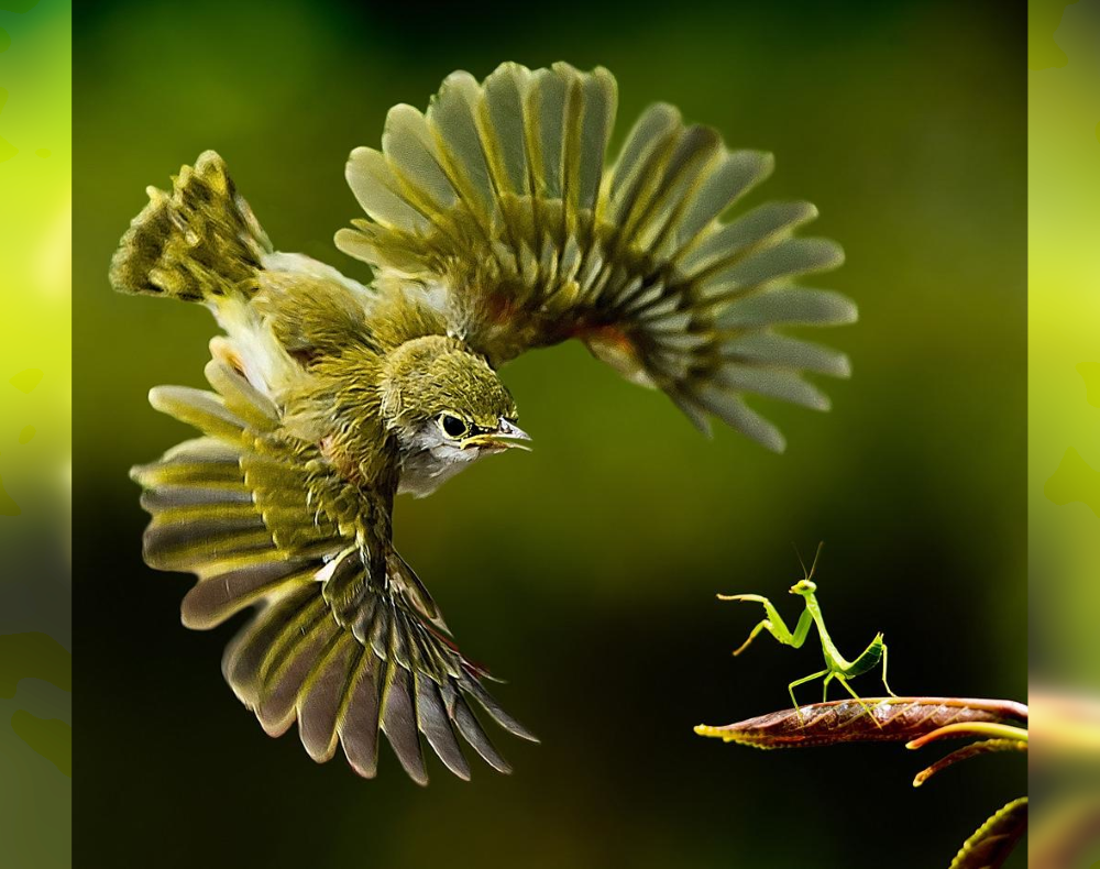 The Beauty of the Moment: Perfectly Timed Animal Portraits