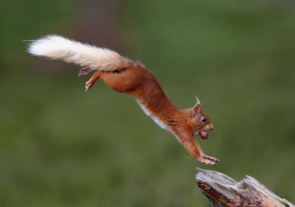 The Beauty of the Moment: Perfectly Timed Animal Portraits