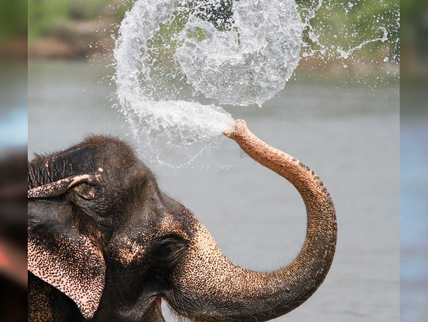 The Beauty of the Moment: Perfectly Timed Animal Portraits