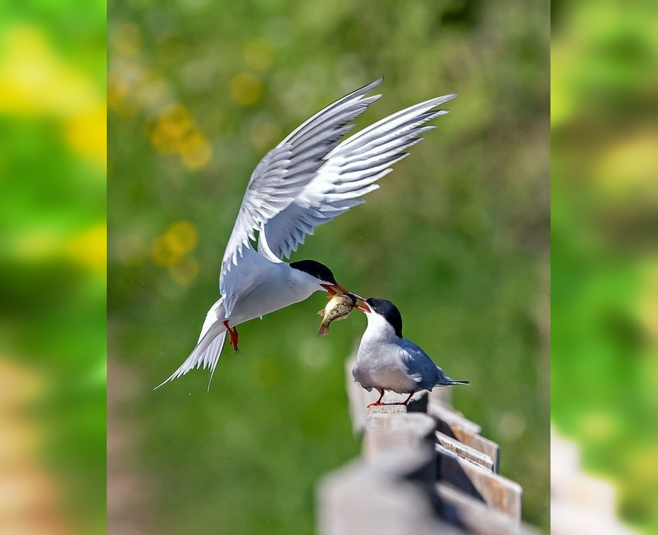 The Beauty of the Moment: Perfectly Timed Animal Portraits