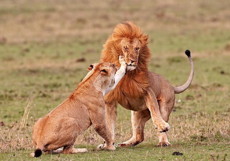 The Beauty of the Moment: Perfectly Timed Animal Portraits