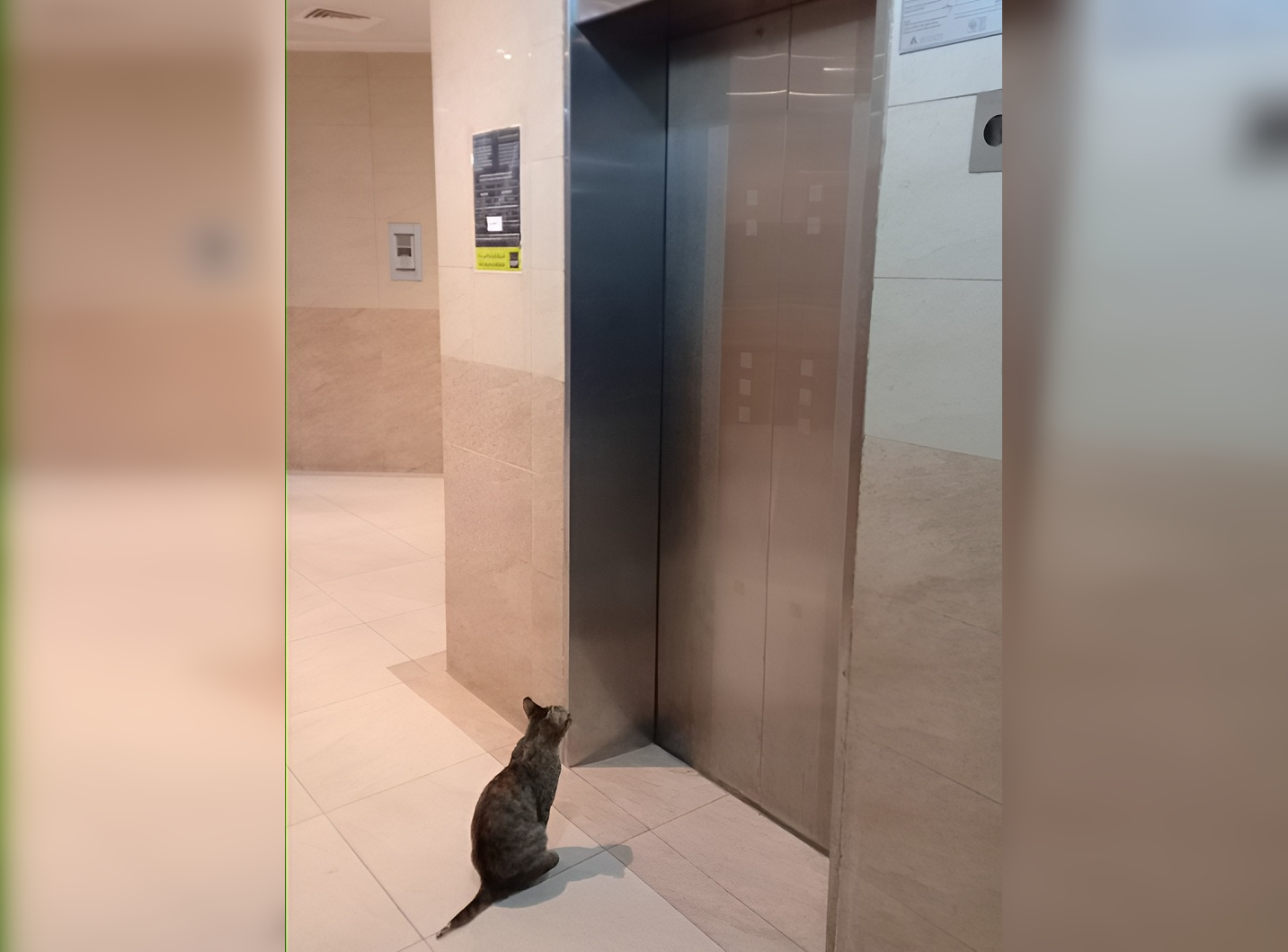 Elevator Bloopers: Hilarious Moments Caught Between Floors